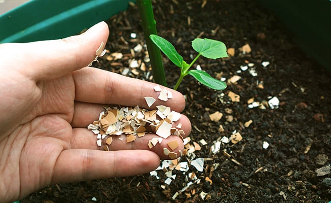 Best natural fertilizers represented by crushed eggshells.