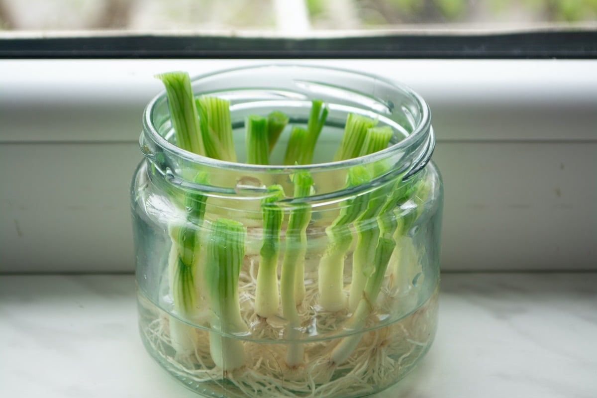 Don't Toss It, Plant It! 12 Vegetables You Can Regrow From Scraps