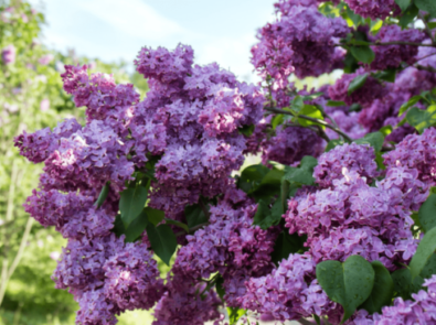 Lilacs: Growing Tips and Lore featured image