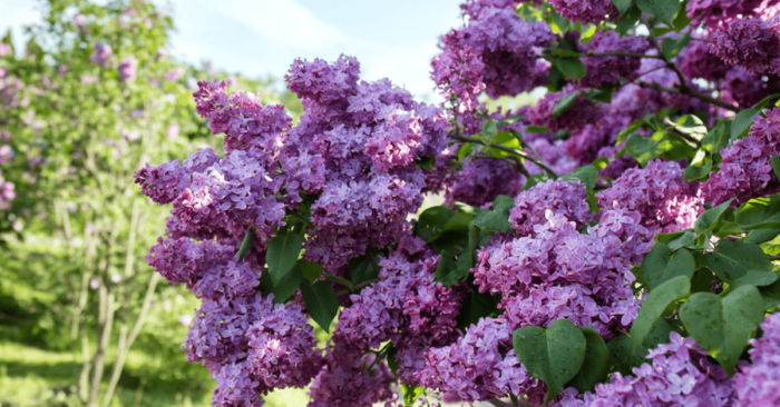 Lilac bush in full bloom