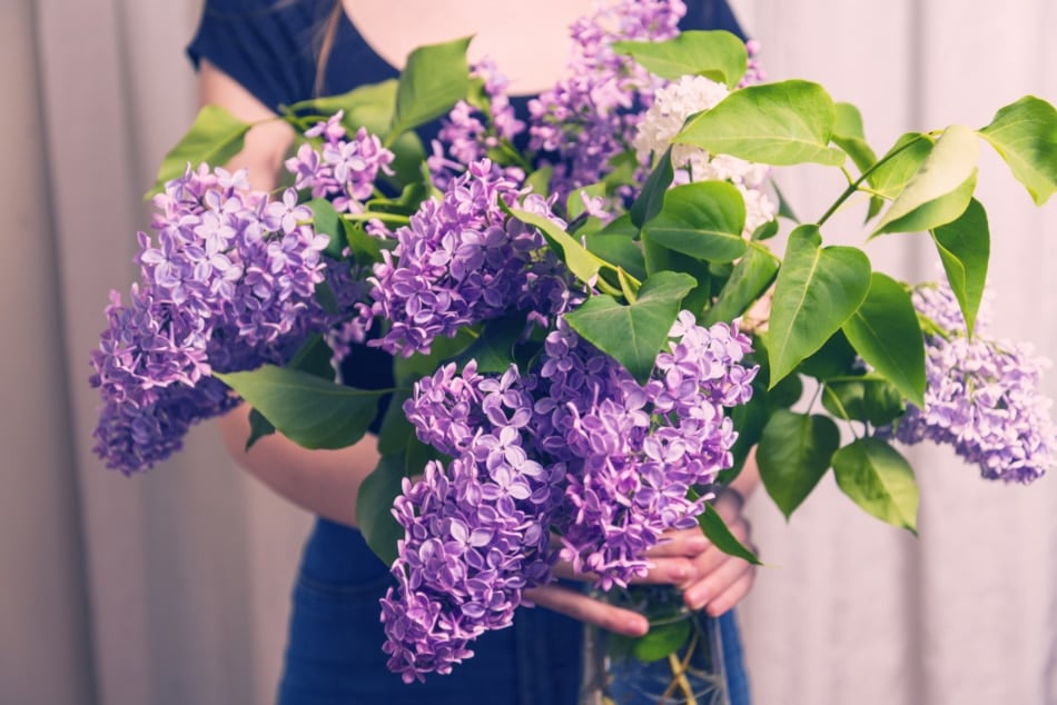 Woman holding lilac bouquet