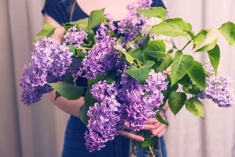 Lilac bouquets are both beautiful and highly fragrant 