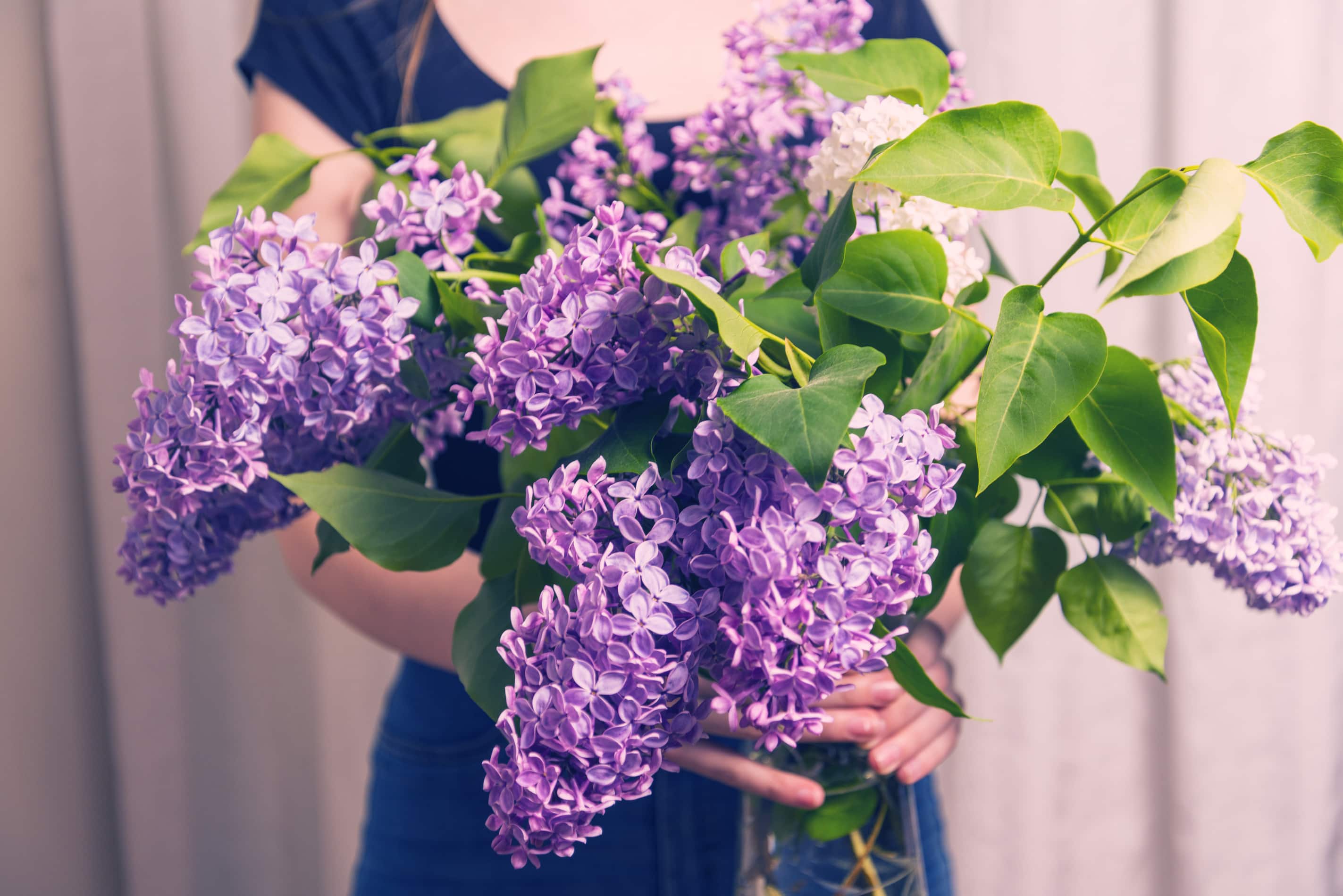 Lilac bouquets are both beautiful and highly fragrant