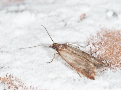 5 Top Tips To Pest-Proof Your Pantry For Good featured image