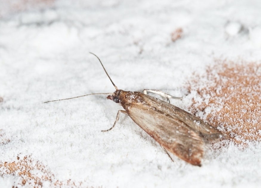 Indianmeal moth - Moth