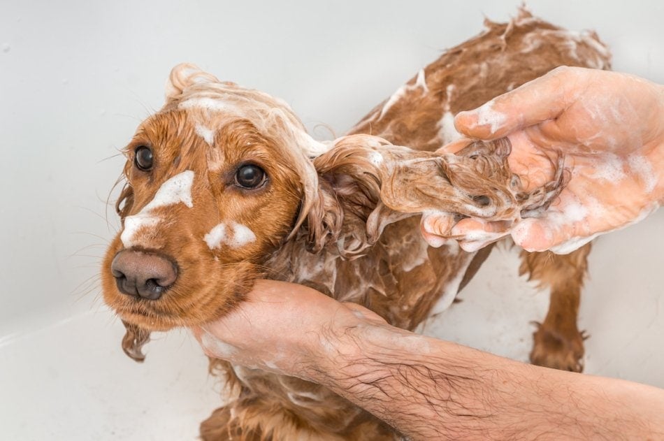 English cocker spaniel dog taking a shower with shampoo, soap and water in a bathtub