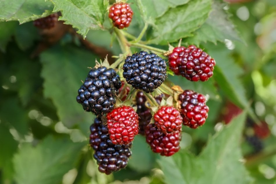 ripe and unripe blackberries on the bush with selective focus. Gardening, agriculture, harvest concept