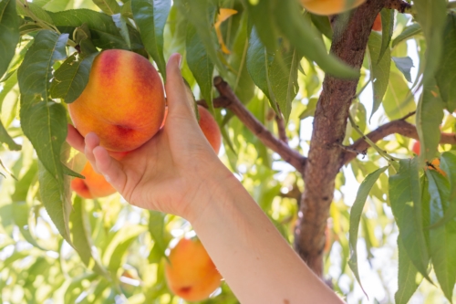 Picking fresh peaches from the tree in peach orchard.