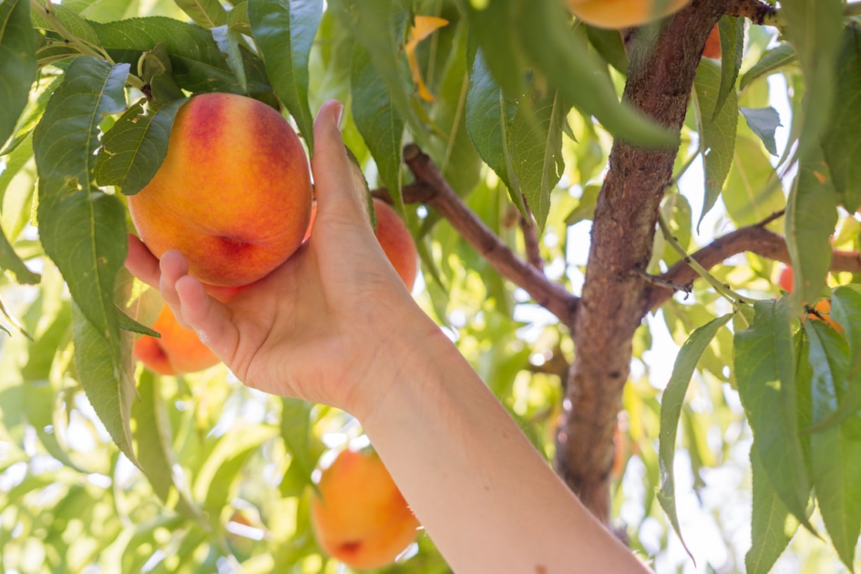 Picking fresh peaches from the tree in peach orchard.
