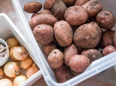 Tips For Curing and Storing Potatoes, Onions, and Garlic featured image