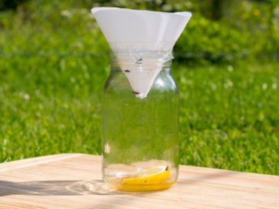 How To Get Rid Of Fruit Flies: 6 DIY Fly Traps featured image