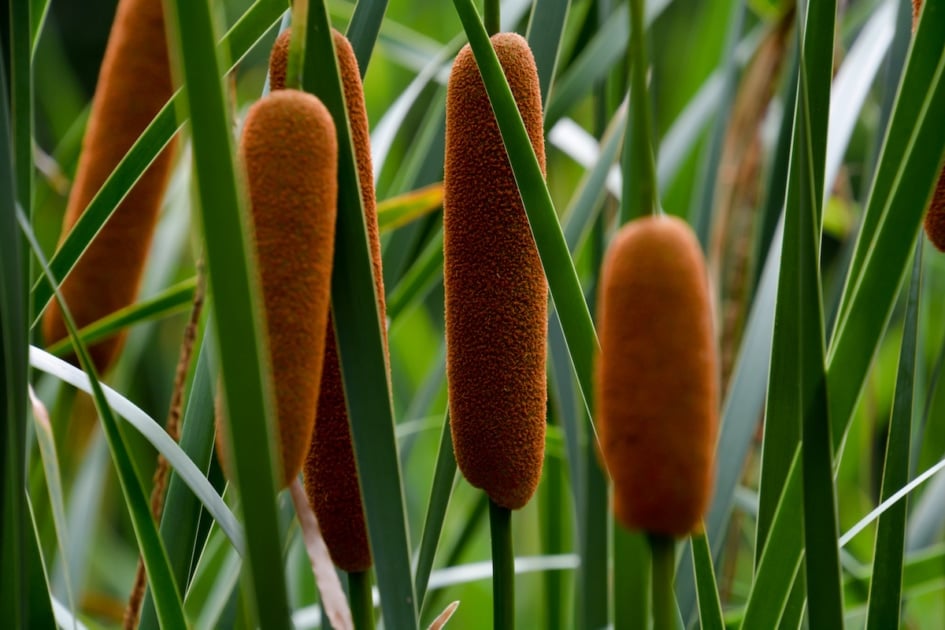 wild cattails