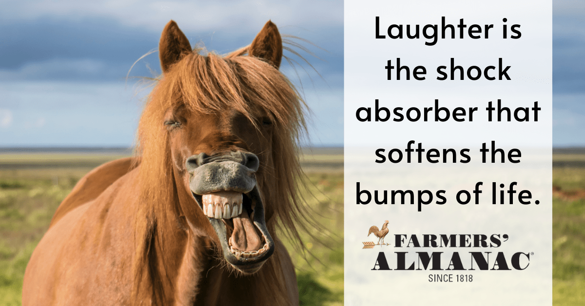 Laughter is the shock absorber that softens the bumps of life.image preview