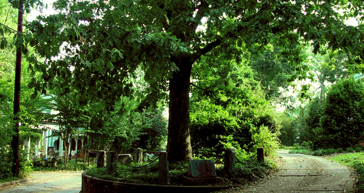 Tree That Owns Itself - University of Georgia