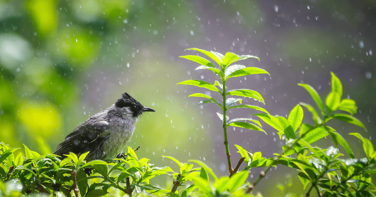 Lone bird in the woods during the rain.