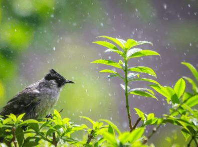 Lone bird in the woods during the rain.