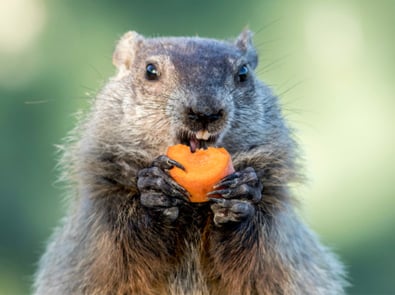 8 Natural Ways To Get Rid of Groundhogs featured image