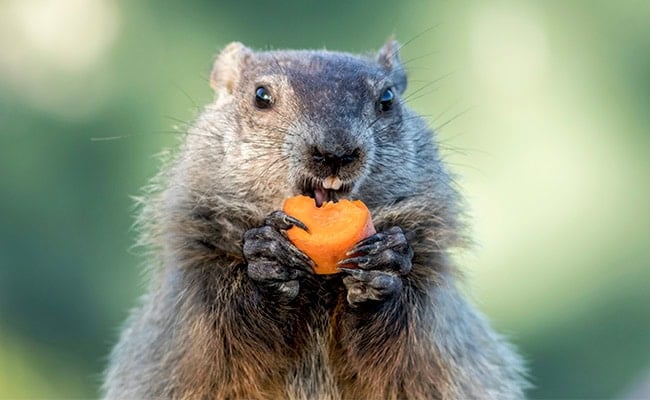 8 Natural Ways To Get Rid Of Groundhogs Farmers Almanac Plan Your