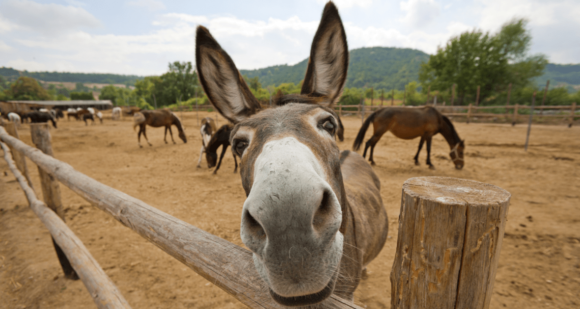 curious donkey looking at the camera.