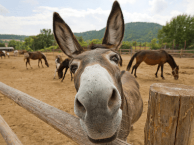 curious donkey looking at the camera.