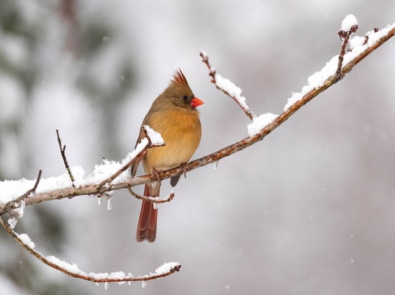Love Birds? Participate in the Great Backyard Bird Count! featured image