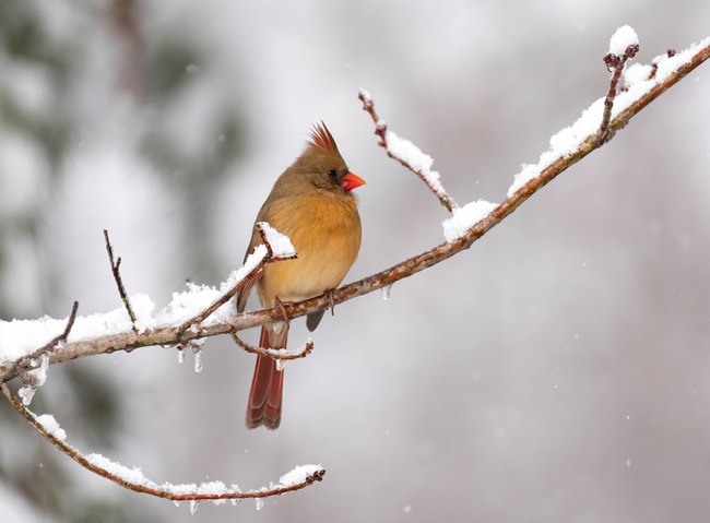 The great backyard bird count.