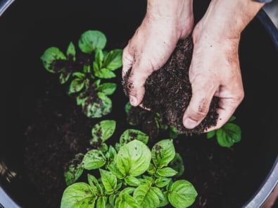 Grow Your Own Potatoes – No Large Plot of Land Required! featured image