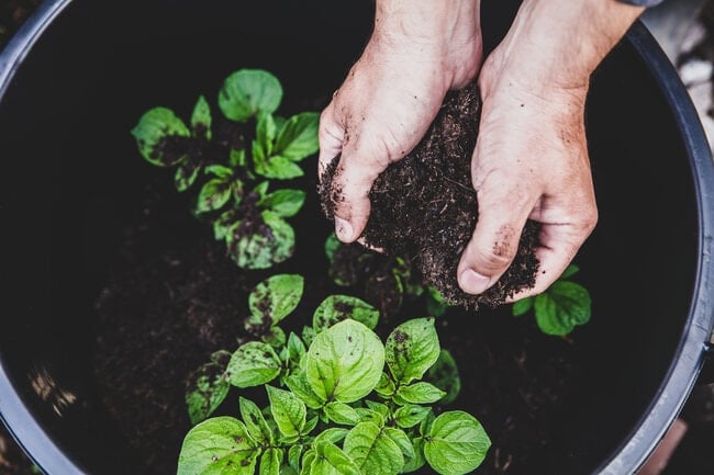 How to grow potatoes instructions.