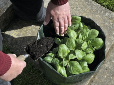 Grow Your Own Potatoes – No Large Plot of Land Required! featured image