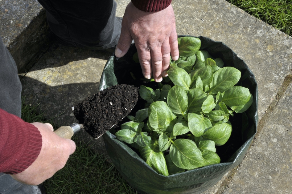 Gardener topping up Potatoes with compost growing in a space saving patio bag or vegetable growing bag. Variety Charlotte a waxy salad potato which thrives in containers.