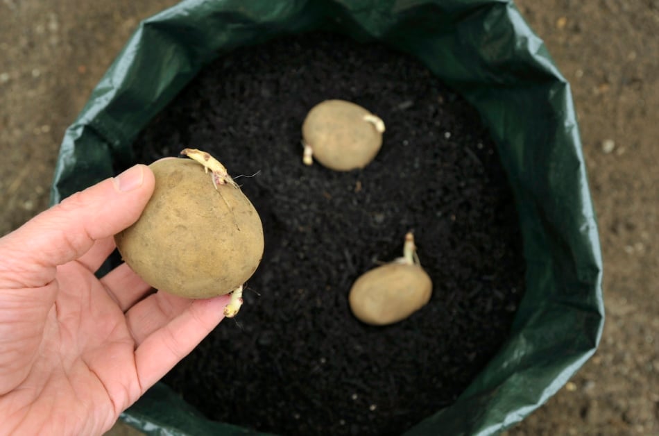 Planting seed potatoes in a growing bag container of compost for space saving, variety 'Picasso'.