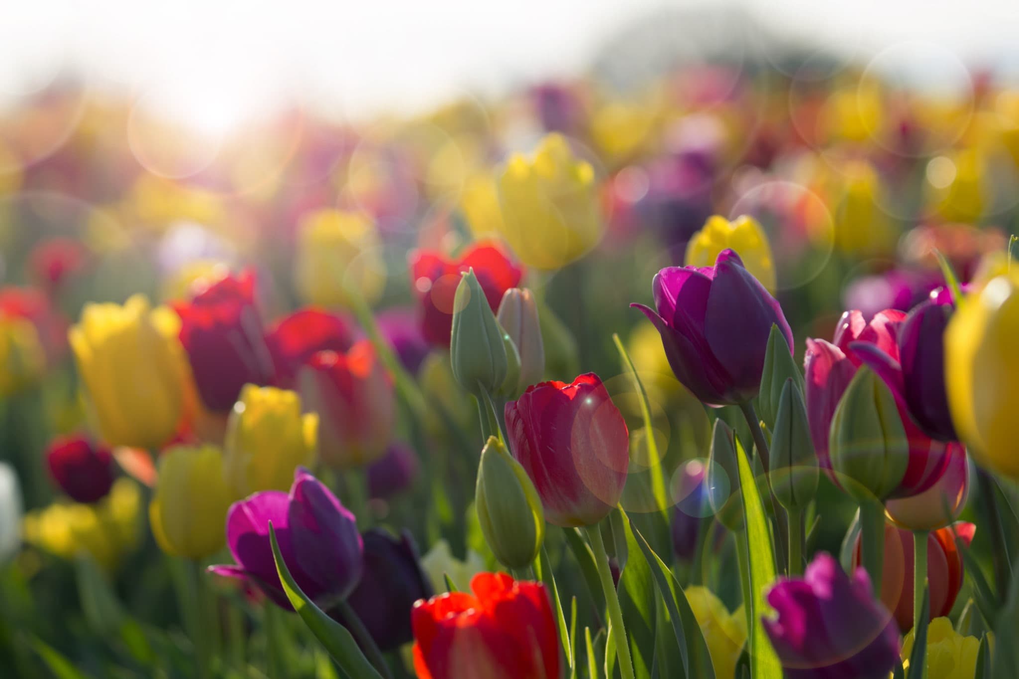 Can I Plant My Tulips In The Spring? Farmers' Almanac Plan Your Day