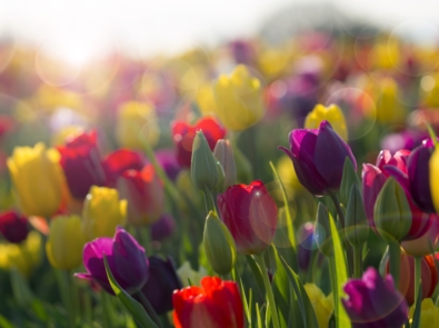 Can I Plant My Tulips In The Spring? featured image