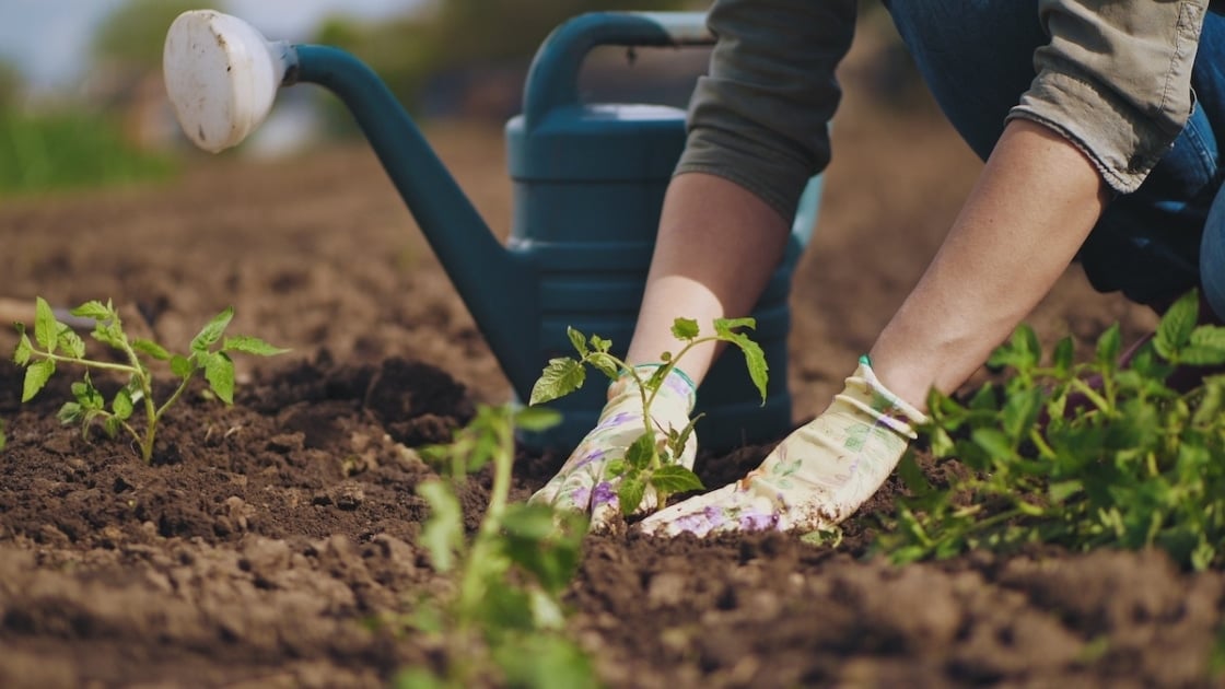 Farmer hands planting to soil tomato seedling in the vegetable garden. On the background a watering can for irrigation. Organic farming and spring gardening concept