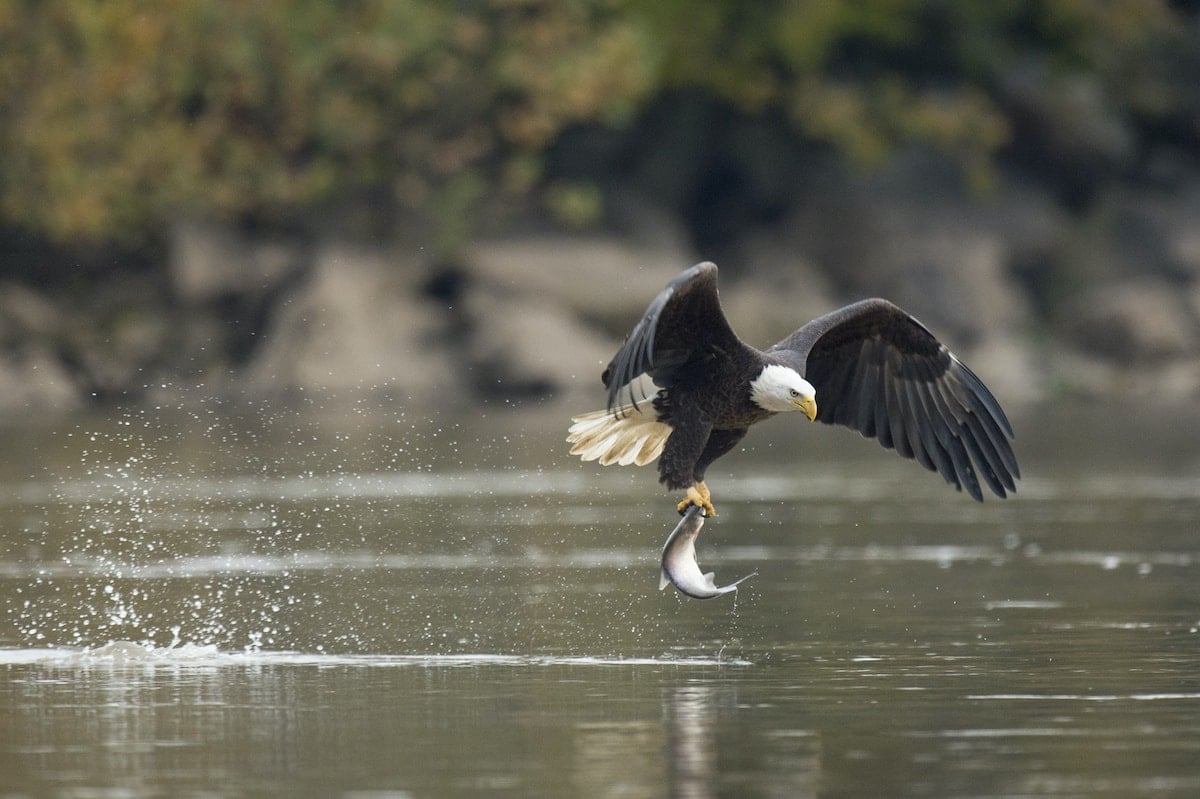Bald eagles can dive at 100 miles per hour.