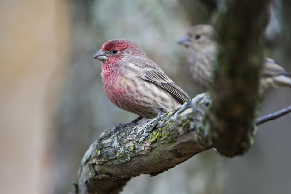house finches on a branch