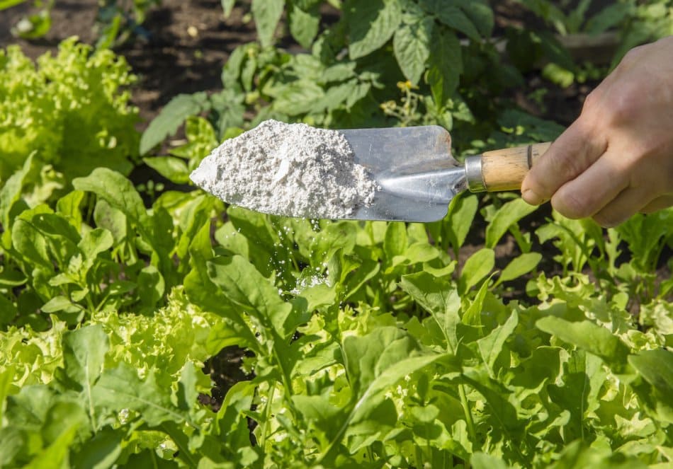 Diatomaceous earth in the garden