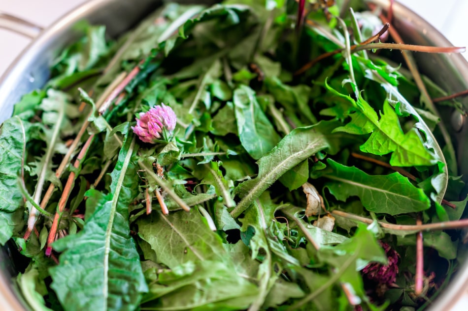 wildcrafting - wild green dandelion leaves and pink clover flowers for health