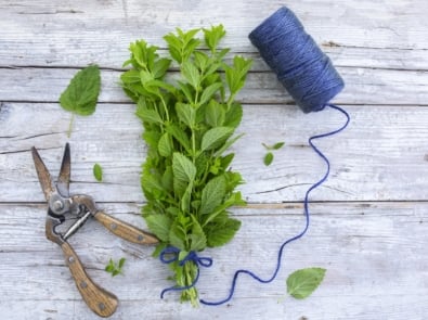 Easy Tips For Harvesting and Drying Your Own Herbs featured image