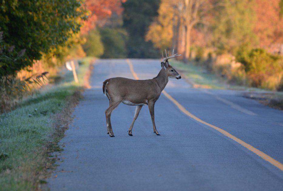 White tailed deer buck on road