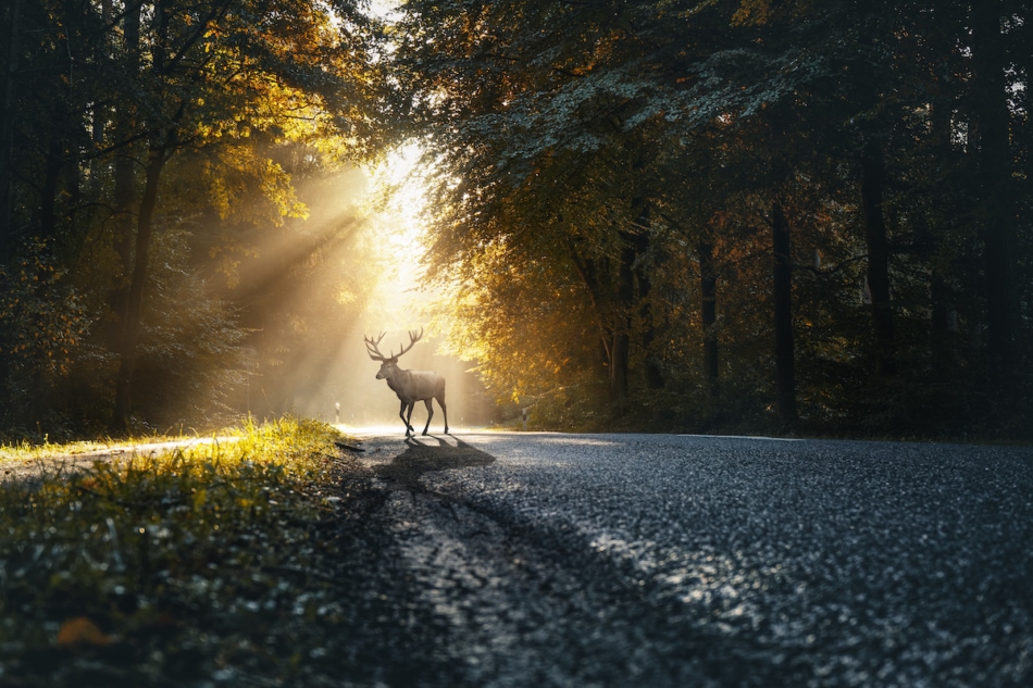 Buck standing in the middle of the road.