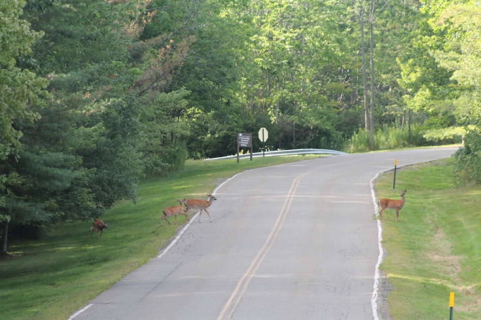 family of deer crossing the road