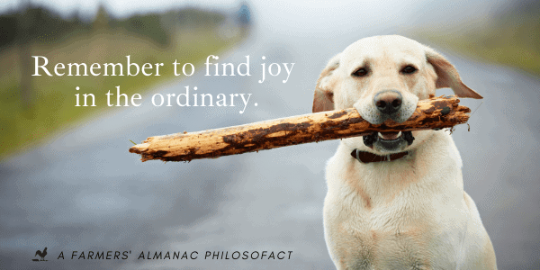Remember to find joy in the ordinary.image preview
