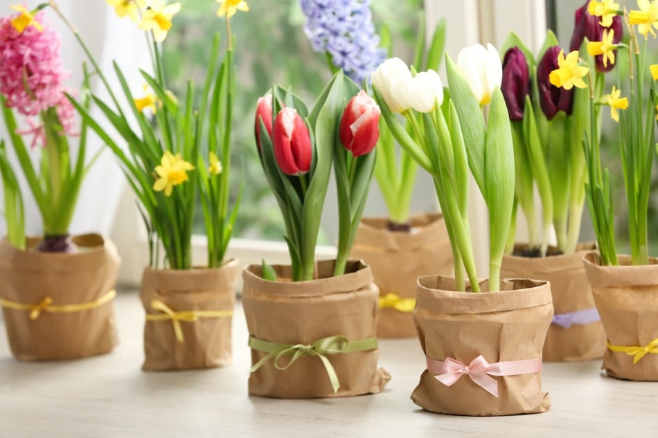 Tulip, narcissus and hyacinth potted on table