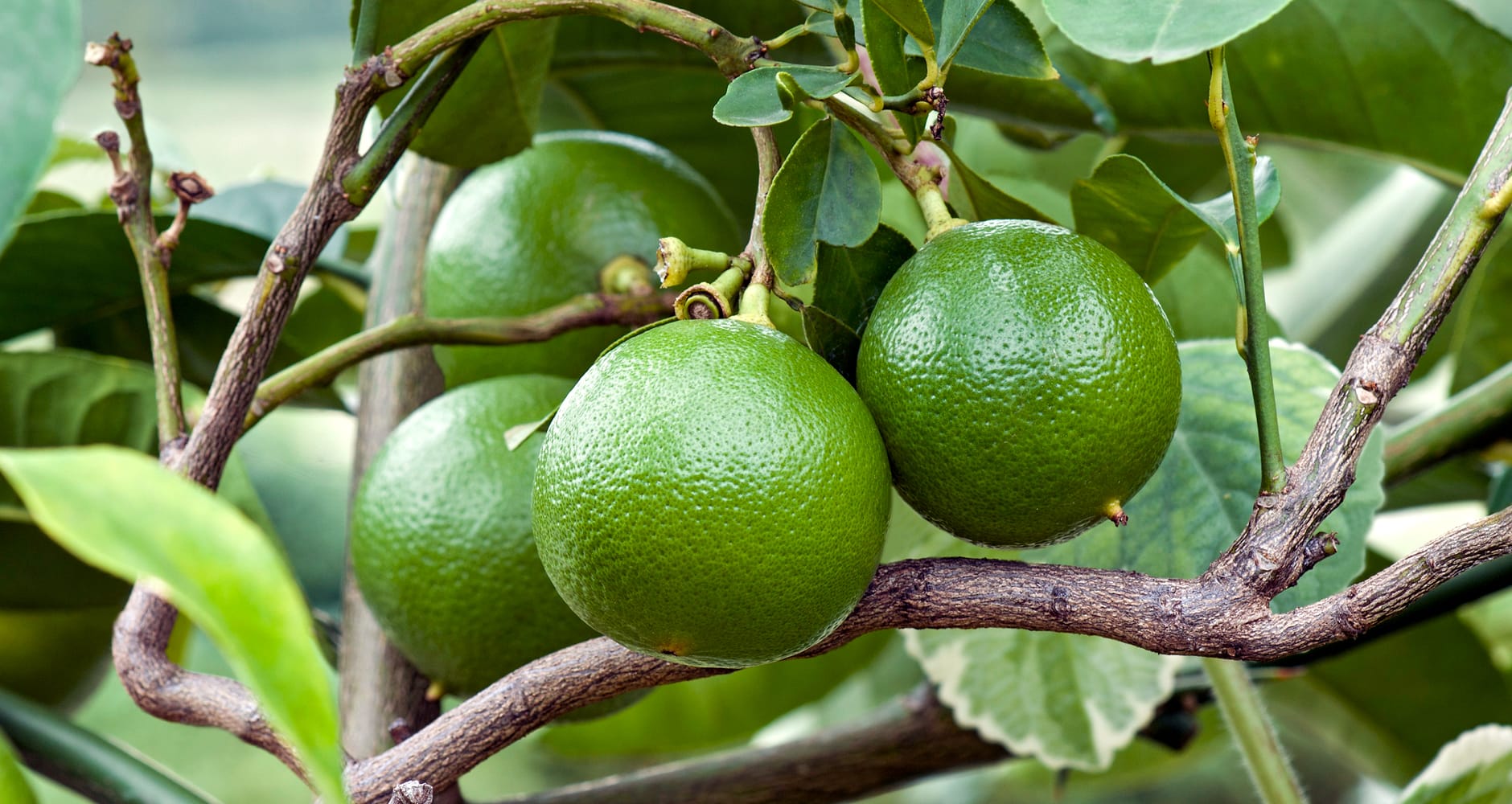 Bergamot Tea Plant