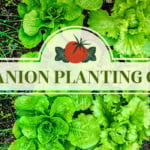 Companion planting chart represented by rows of compatible plants.