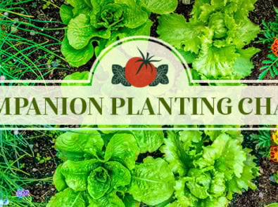 How To Use Companion Planting Strategies To Maximize Your Home Garden Yield featured image