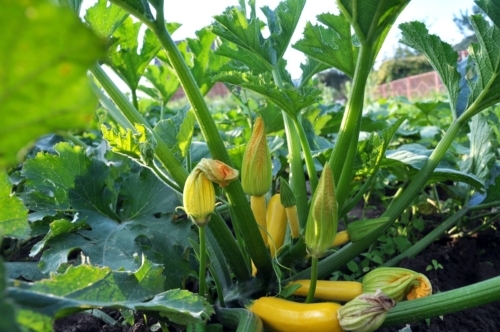 Yellow squash growing in garden.