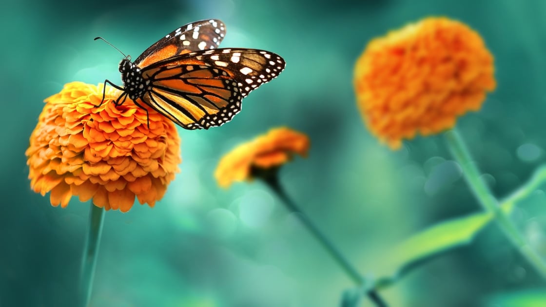 Monarch orange butterfly and bright summer flowers on a background of blue foliage in a fairy garden. Macro artistic image.