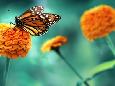 10 Amazing Facts About The Monarch Butterfly featured image